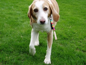 Joey wearing his I Love Cats CoolZips Zipper Pull